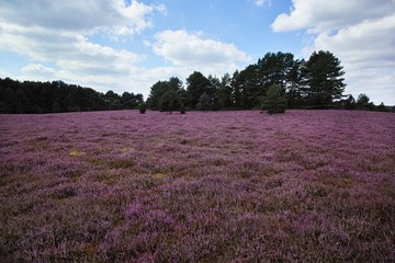 Heidelandschaft