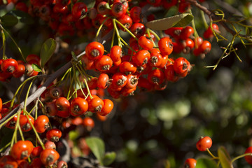 Closeup rosehip bush fruit detail