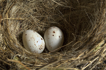 Close Up Detail of a Blackbird Nest with Two Eggs