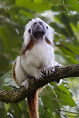 Обезьяна тамарин