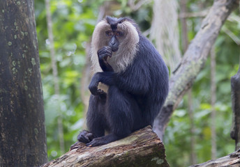 Обезьяна с большой пушистой серой гривой
