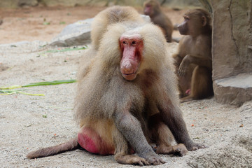 Обезьяна бабуин