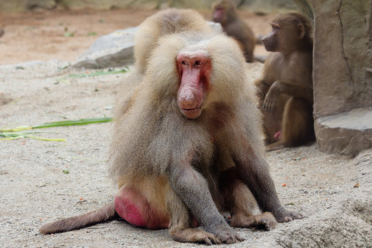 Обезьяна бабуин