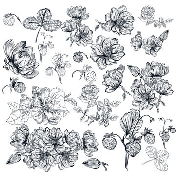 Vector Pack Of Engraved High Detailed Flowers For Design