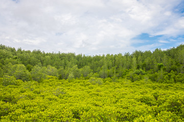 Fototapeta premium Beautiful mangrove forest with sky and cloud background.