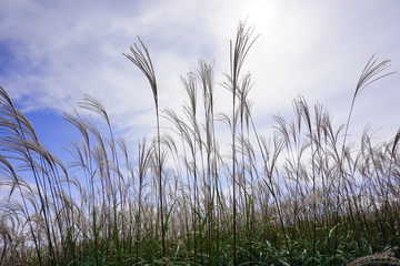 Naklejka premium Japanese pampas grass at Oishi-kogen Highland,Wakayama Japan 