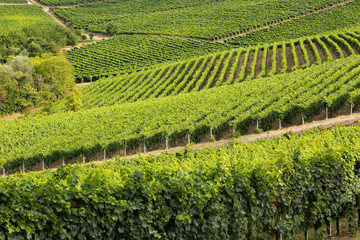 Fototapeta na wymiar Geometric view of vineyards on rolling hills