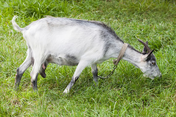 Obraz premium Goat grazing on a green meadow. Capra aegagrus hircus at summer time