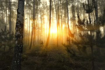 birch forest at dawn in the mist. The sun's rays make their way through the trees. Natural background.
