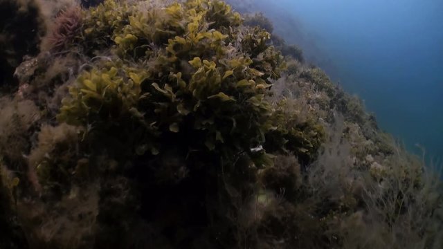 Green Grass Kelp On The Seabed. Beautiful Landscapes Amazing Underwater World Nature And Its Inhabitants In Clean Cold Blue Waters Of Sea Ocean. Marine Life In Greenland Iceland Arctic