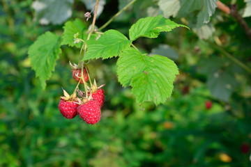 Ripe raspberries on a branch in Sunny day