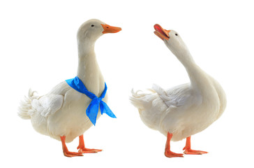  two duck