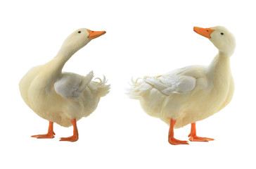 two duck