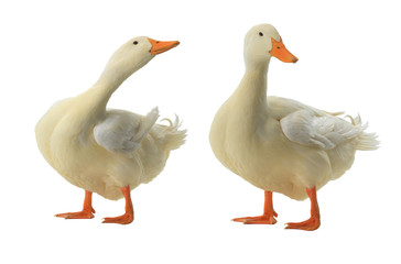 two duck