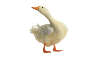 duck