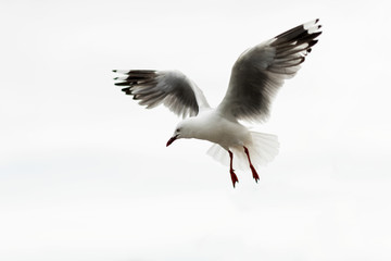 Seagull bird at Abel Tasman National Park, New Zealand.