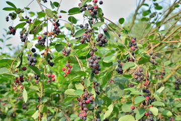 Ripe Saskatoon berries on a branch on blue sky background at Sun