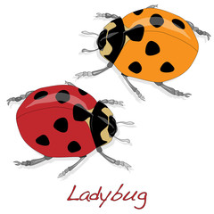 Ladybug vector illustration