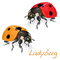 Ladybug vector illustration