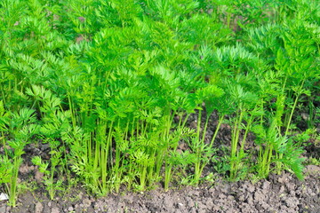 Young plants of carrots in the garden on a Sunny day