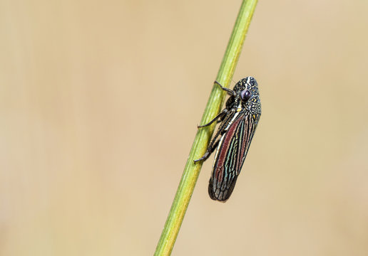 Macro of Leafhopper (Cuerna striata) on Stalk of Grass in Western United States