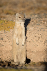 Mongoose on hind legs.