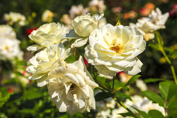 image on blur beautiful Colorful roses in the garden