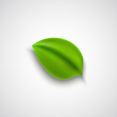 Realistic vector green leaf