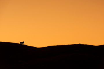 Fototapeta na wymiar Silhouette of grazing sheep