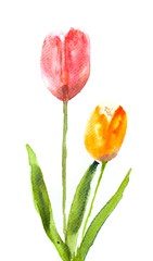 Beautiful tulip on white, watercolor flower painting