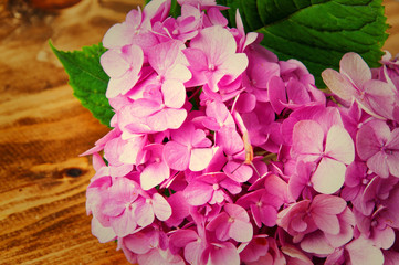 Hydrangea on a wooden background
