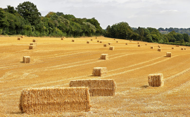 Newly baled hay in an english landscape