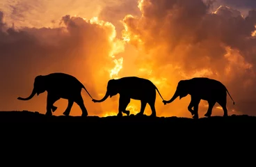Papier Peint photo Éléphant silhouette elephants relationship with trunk hold family tail walking together on sunset