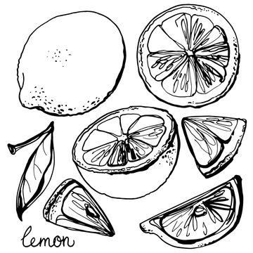 Lemons black line drawn on a white background. Vector drawing of fruits. 