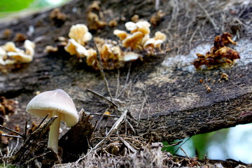 Mushrooms in palm garden