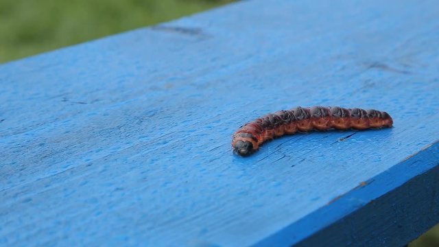 Red caterpillar on wooden bench