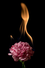 Carnation flower on fire - 118628902