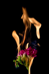 freesia flower on fire - 118628911