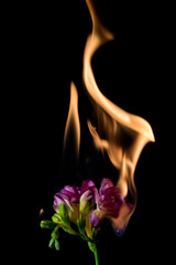 freesia flower on fire