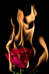 rose on fire - 118628947