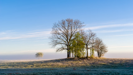 Obraz premium W porannym słońcu