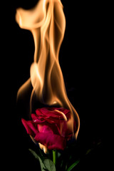 rose on fire
