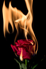rose on fire - 118628965