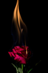 rose on fire - 118628978