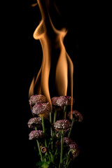chrysanthemum flower on fire