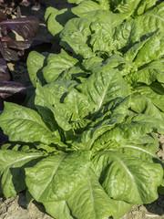 Coltivazione di insalata verde freschissima