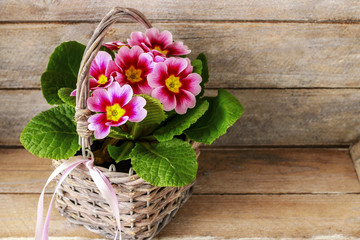 Pink primula flowers in a wicker basket