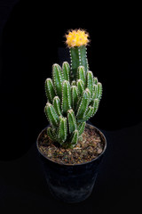 cactus isolated on black background