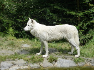 Fototapeta premium Weißer Wolf