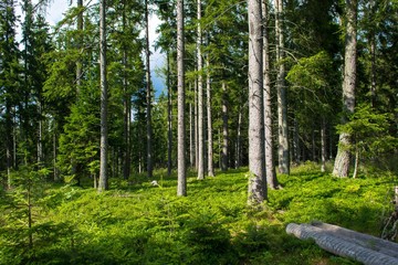 Nadelwald im Sonnenlicht